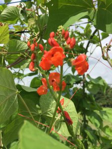 おたふく菜豆　赤　花