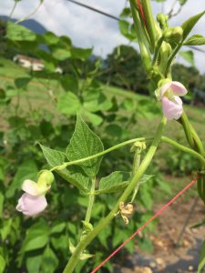つる有金時菜豆　花