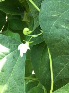 いちょう豆　花(畑)