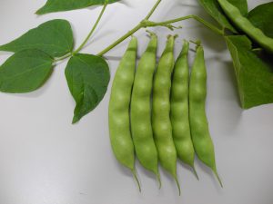 いちょう豆　莢