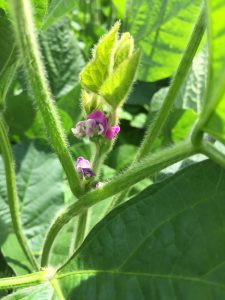 味ゆたかの花