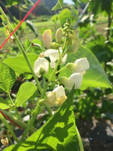 おたふく菜豆　白　花
